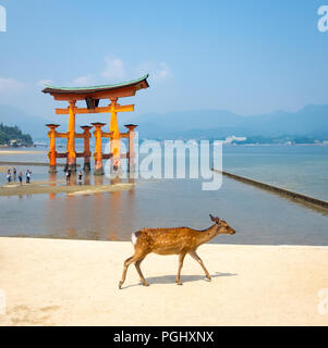 A female sika deer (Cervus nippon) in front of the floating torii gate at Itsukushima Shrine on the island of Miyajima, Hiroshima Prefecture, Japan. Stock Photo