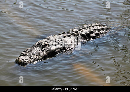 A view of an Aligator in Florida Stock Photo
