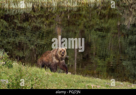 A grizzly bear  (Ursus arctos); walking along a lake shore in rural Alberta Canada. Stock Photo