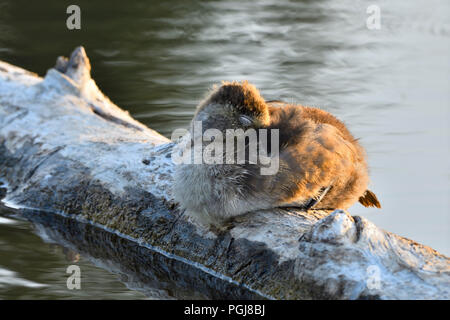 A fluffy Mallard duckling (Anas platyrhynchos), sleeping on a fallen log in the beaver pond at Maxwell lake near Hinton Alberta Canada. Stock Photo