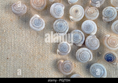 Tiny snail shell arrangement on khaki fabric, close-up/macro shot, background. Photo One. Stock Photo