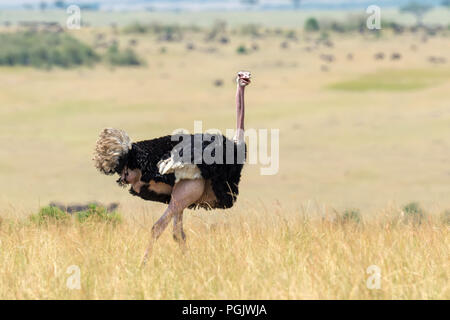 Male of African ostrich (Struthio camelus) in National reserve park of Kenya Stock Photo