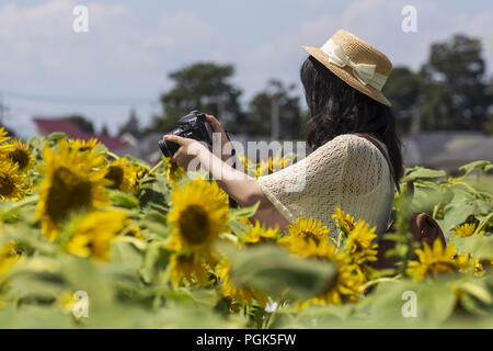 Tokyo, Japan. 27th Aug, 2018. A woman takes a picture of the sunflowers growing in a field during the ''Kiyose sunflower festival'' in Tokyo. Visitors came to see about 100,000 himawari or sunflowers in full bloom during the festival which is held from August 18 to 28. The annual festival is Kiyose City's largest tourist spot and is held with the cooperation of local farmers and residents. Credit: Rodrigo Reyes Marin/ZUMA Wire/Alamy Live News Stock Photo