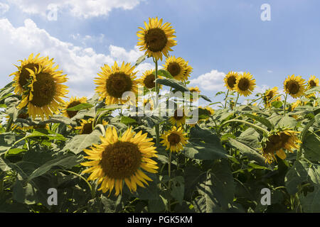Tokyo, Japan. 27th Aug, 2018. Sunflowers growing in a field during the ''Kiyose sunflower festival'' in Tokyo. Visitors came to see about 100,000 himawari or sunflowers in full bloom during the festival which is held from August 18 to 28. The annual festival is Kiyose City's largest tourist spot and is held with the cooperation of local farmers and residents. Credit: Rodrigo Reyes Marin/ZUMA Wire/Alamy Live News Stock Photo