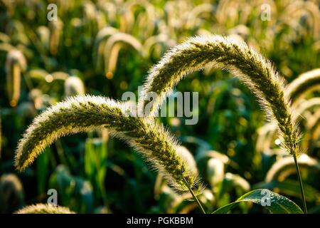 Giant foxtail in Raleigh North Carolina Stock Photo