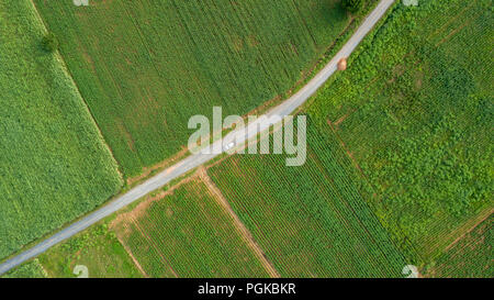 aerial view of corn field and cassava field and rural road Stock Photo