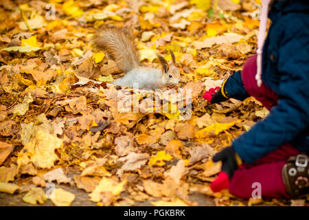 Girl feeding squirrel in autumn park. Little girl in blue trench coat and brown leather boots watching wild animal in fall forest with golden oak and maple leaves. Children play outdoors. Kids playing with pets.Fall season Stock Photo