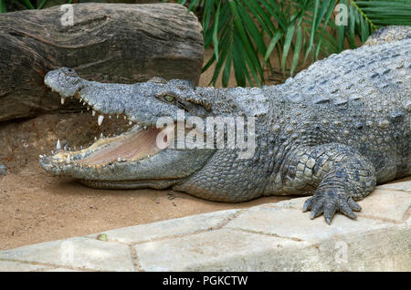 Laying crocodile in a zoo Stock Photo