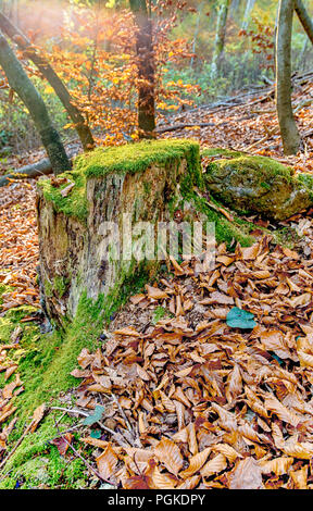Grenn moss on the trees in the forest Stock Photo