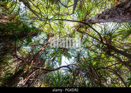 Tall treetops at the Rainforest Boardwalk, Cairns Botanic Gardens, Edge Hill, Far North Queensland, FNQ, QLD, Australia Stock Photo