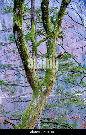 Grenn moss on the trees in the forest Stock Photo
