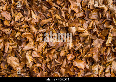 Colorful autumn leaves on the ground in the forest Stock Photo