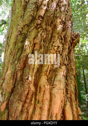 Weeping Paper Bark (Melaleuca leucadendra) found in Queensland and Northern Territory, Australia Stock Photo