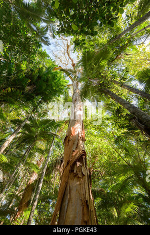 Tall Paperbark tree beside the Rainforest Boardwalk, Cairns Botanic Gardens, Edge Hill, Far North Queensland, FNQ, QLD, Australia Stock Photo