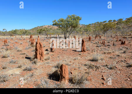 Termite Mounds at West Leichhardt cattle station, Queensland, QLD, Australia Stock Photo