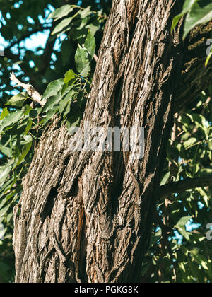 bark of osage orange tree, moraceae family or maclura. Dark, furrowed and scaly texture. Tree bark and green leaves. Copy space for text. Vertical. Stock Photo