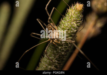 Harvestman sitting on top of a foxtail, isolated against a black, brown and green background. Stock Photo