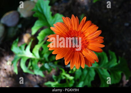 Ruby Red Grebera Daisies found in the garden, very beautiful. The gerbera daisy is a widely popular type of fresh flower, being the fifth most popular Stock Photo