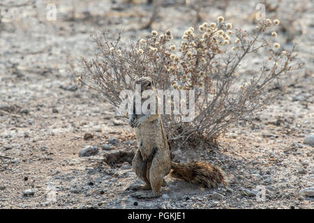 Cape or African Ground Squirrel - Xerus inauris - on hind legs in Etosha, Namibia Stock Photo