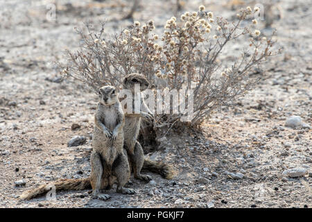 Two Cape or African Ground Squirrels - Xerus inauris - close together, on hind legs in Etosha, Namibia Stock Photo