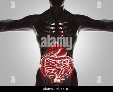 Human body with visible organs, 3d render illustration Stock Photo