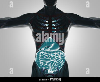 Human body with visible organs, 3d render illustration Stock Photo