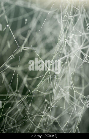 Spider web covered with morning dew macro selective focus Stock Photo