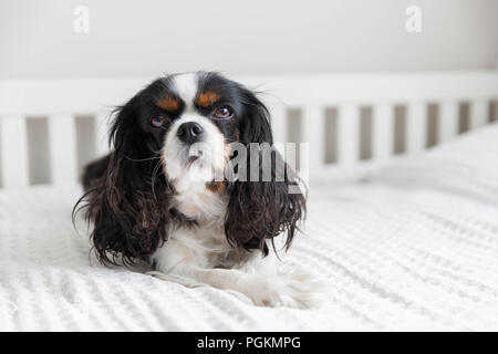 Cute cavalier spaniel lying on the bed Stock Photo