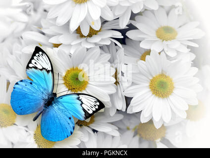 Blue butterfly isolated on white flowers background. Beautiful insect Stock Photo