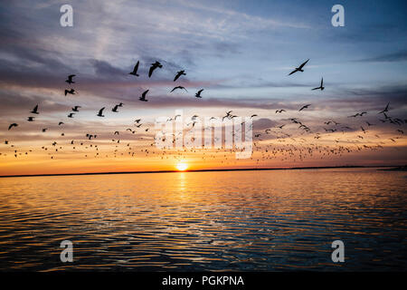 Sea birds fly across the water at sunset. Stock Photo