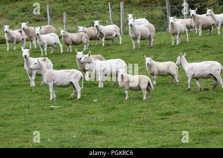 shorn sheeps in scotland Stock Photo