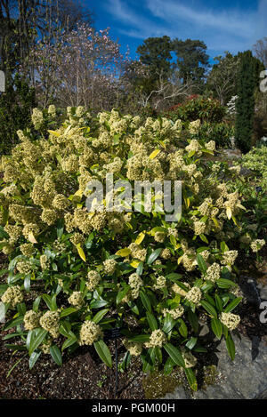 Skimmia confusa 'Kew Green'. An evergreen shrub with pale yellow flowers in spring. Stock Photo