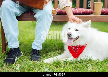 Dark-eyed white husky sitting on the grass near his owner Stock Photo