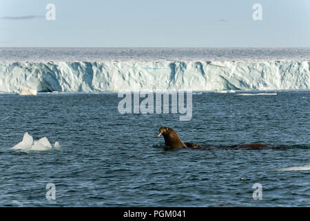 Group of walruses swimming in sea in front of the glacier Bråsvellbreen, Austfonna ice cap, Nordaustlandet, Svalbard Archipelago, Norway