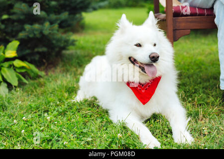 Cute dark-eyed white husky sitting on green grass Stock Photo