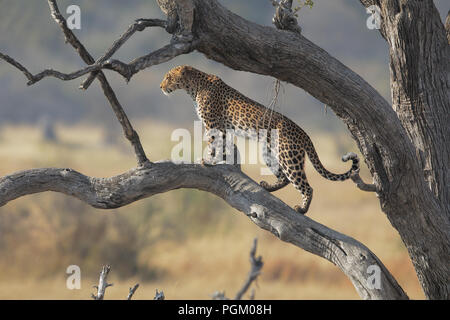 Leopard in Moremi Stock Photo