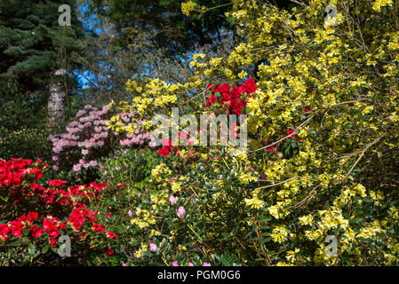 Colourful spring Azaleas and Rhododendrons in April sunshine. Stock Photo