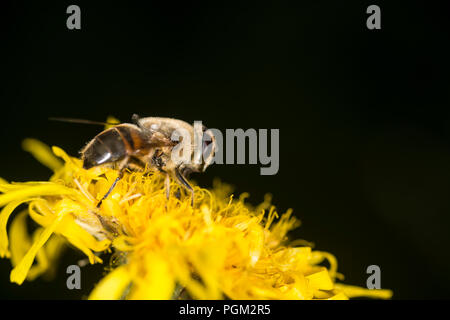 Honey bee gathering honey from a yellow flower