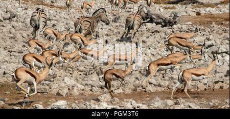 Eququs Zebra (Equus quagga) herd at Okaukuejo waterhole, Etosha National Park ...