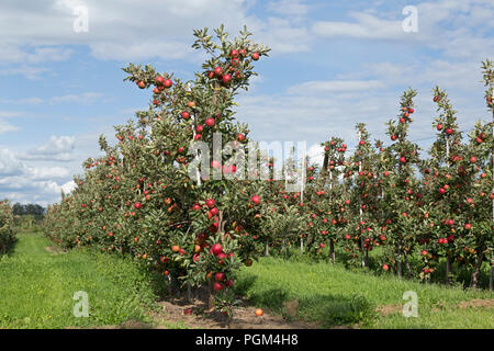 apple orchard, Altes Land (old country), Lower Saxony, Germany Stock Photo