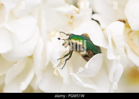 Cetonia aurata emerging from a white rose. Green Rose Chafer beetle. Stock Photo