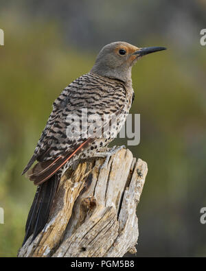 Northern ('red-shafted') Flicker (Colaptes auratus), Lake County Oregon Stock Photo