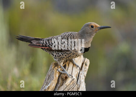 Northern ('red-shafted') Flicker (Colaptes auratus), Lake County Oregon Stock Photo