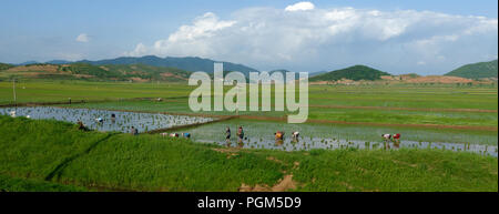 Workers toiling in the sun and heat in a rice field in North Korea Stock Photo