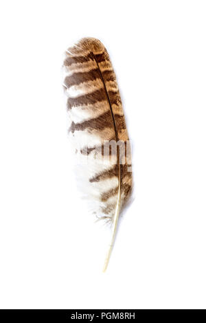 beautiful brown owl feather on white background Stock Photo