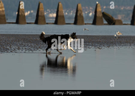 Dog running into water on the beach Stock Photo