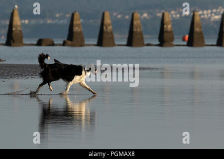 Dog running into water on the beach Stock Photo