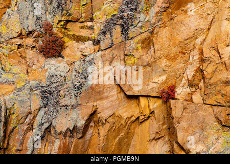 Small bushes in autumn colours growing out of a rock face in the Rocky Mountain National Park, Colorado, USA Stock Photo