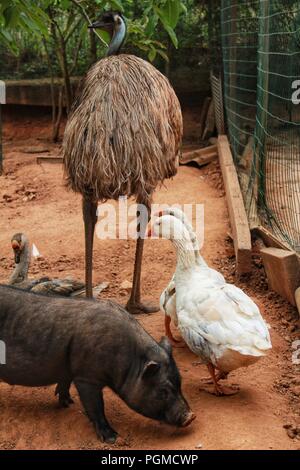 Vietnamese pig, geese and ostrich behind a fence on a farm in Portugal Stock Photo