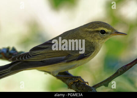 Willow warbler (Phylloscopus trochilus) is a very common and widespread leaf warbler which breeds throughout northern and temperate Europe and Asia Stock Photo